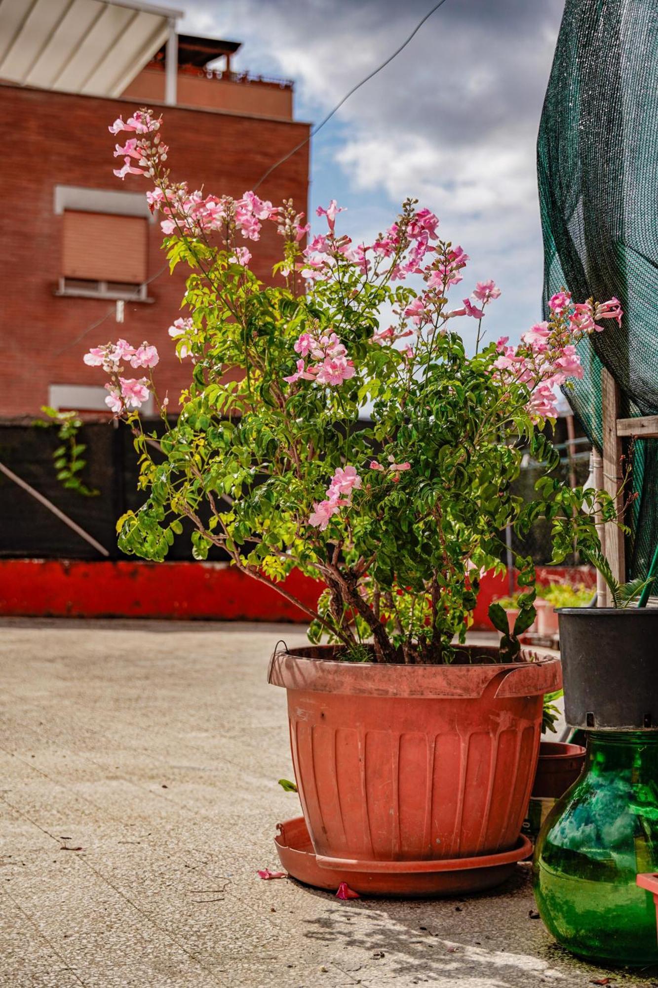 Bed & Breakfast La Terrazza Hotel ลาตินา ภายนอก รูปภาพ