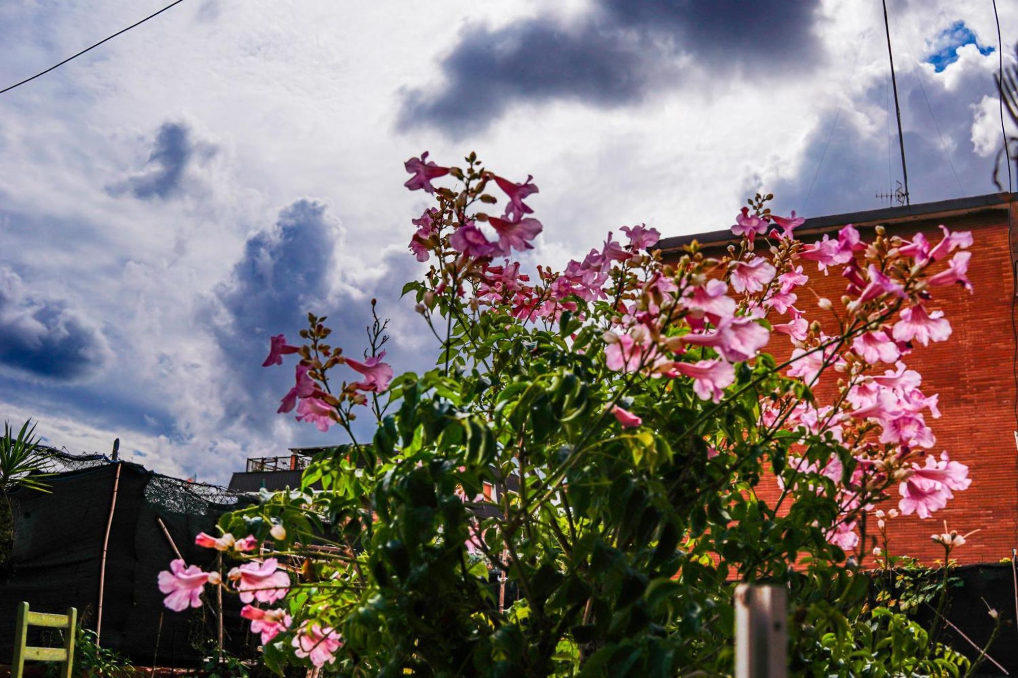 Bed & Breakfast La Terrazza Hotel ลาตินา ภายนอก รูปภาพ